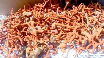 التماس عقوبة 10 سنوات سجنا في حق عصابة المرجان بسكيكدة