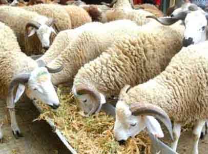 L'élevage et la production de viandes