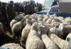 Marché du mouton à Djelfa : Une offre importante des prix élevés