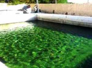 La nouvelle zone d'activités aquacoles de Sbiâat (Aïn Temouchent)