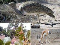 L'outarde, la gazelle et le pistachier de l'Atlas menacés de disparition