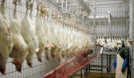 اعتصام أصحاب مذابح الدواجن أمام مديرية الفلاحة بتيارت