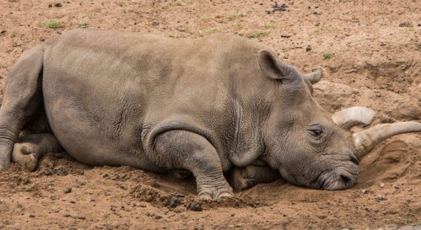 نفوق أحد آخر أربعة من وحيد القرن الأبيض في العالم‎