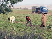 Sellal aujourd'hui à Aïn Defla