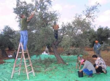 انطلاق حملة جني الزيتون بمدن شرق بجاية