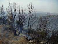 2015, une année clémente pour les forêts