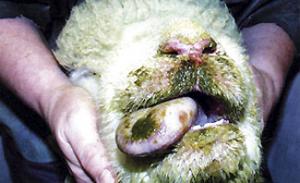 Naâma - Réapparition de la blue tongue