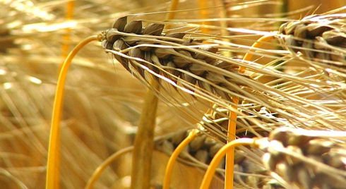 Algérie - Développement de la production agricole : L'implication des investisseurs s'impose