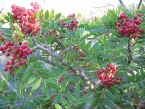 Le lentisque, un arbre au centre de toutes les convoitises