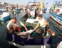 Réouverture de la pêche à l'espadon après le repos biologique