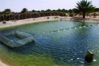 Un expert sud-coréen à Honaïne