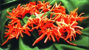 Les trafiquants de corail activent dans la discrétion à l'est