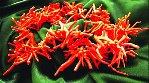 Les trafiquants de corail activent dans la discrétion à l'est