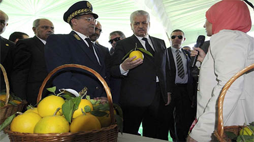 «L'entreprise algérienne est la clé pour relancer l'économie nationale»