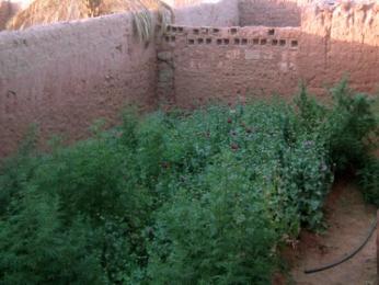 مداهمة مزرعة للكيف بتيبازة وتوقيف 3 عاملين