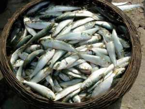 Pourquoi le prix de la sardine ne cesse d'augmenter '
