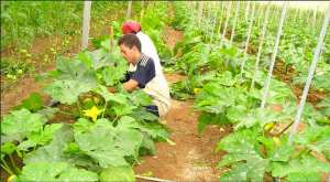 الفلاحة و المقاولات تعاني هجرة اليد العاملة بالنعامة