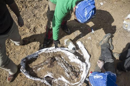 ديناصورات في البيض