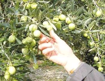 L'huile d'olive reste chère à Guelma