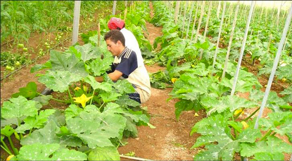 الفلاحة و المقاولات تعاني هجرة اليد العاملة بالنعامة