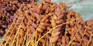 جني أكثر من 10 آلاف قنطار من التمور بواحات جنوب ولاية النعامة