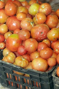 La modernisation de la filière en point de mire