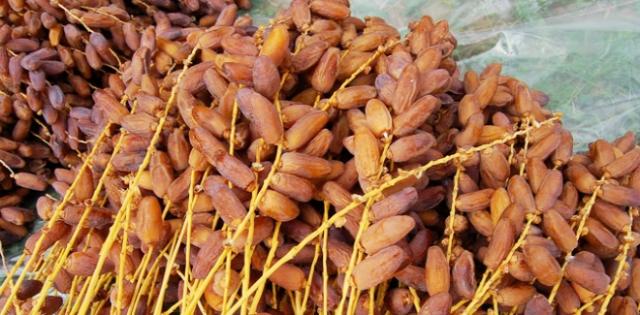 جني أكثر من 10 آلاف قنطار من التمور بواحات جنوب ولاية النعامة