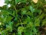 Phytothérapie : Le persil (Petroselinum sativum)