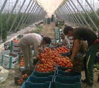 Entre les ambitions de Benamor et les problèmes des agriculteurs