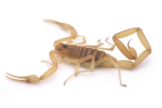 غرداية.. تسجيل أكثر من 1.840 حالة للسع العقربي خلال التسعة أشهر الأولى من 2015