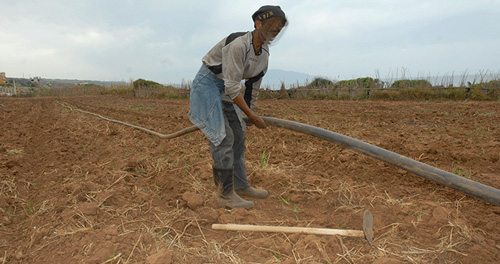 أولى مظاهر الجفاف بعين تموشنت