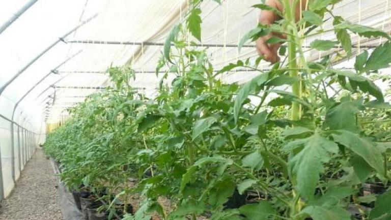 امتيازات مرتقبة لأكثر من 10 آلاف فلاح بالعاصمة