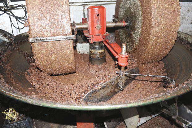 L'oléiculture sur une courbe ascendante