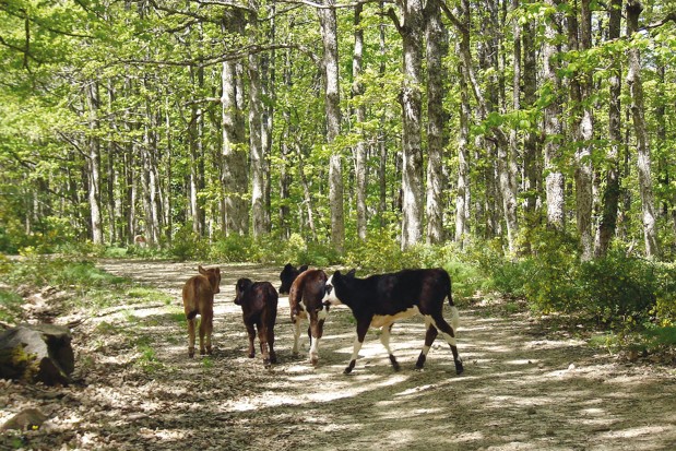 Tlemcen, capitale de la CFPPO
