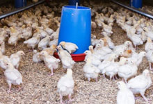 Médéa / En raison de la surconsommation de gaz butane