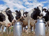 Partenariat algéro-américain pour la réalisation d'un pôle de production de lait et de viandes à Hassiane