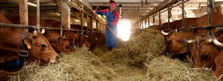 المصالح الفلاحية تسارع لتفعيل إجراء توزيع النخالة على مربي الأبقار بقسنطينة