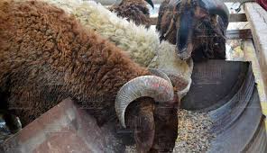 جفاف وتدهور المراعي بجنوب البيض