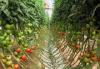Tomate industrielle : L'énième plainte des transformateurs