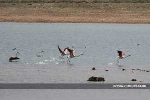 -Un rendez-vous féerique avec les flamants roses