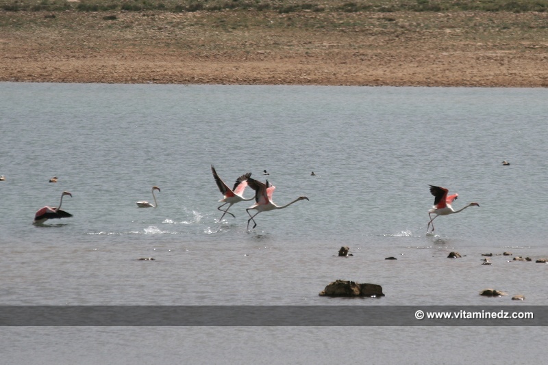 -Un rendez-vous féerique avec les flamants roses