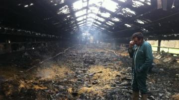 هلاك 6 الآف كتكوت في حريق مستودع ببلدية الرميلة بخنشلة