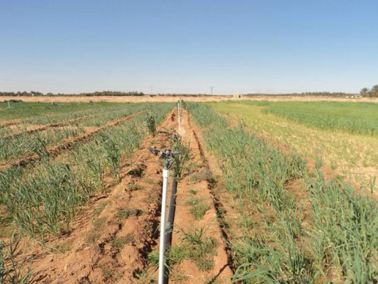 حقول وبساتين تاجموت بالأغواط مهددة بالزوال