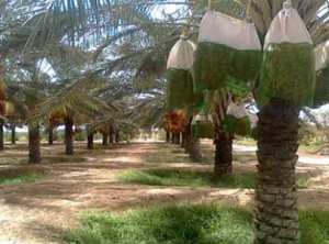 Campagne phoenicicole 2015 Plus de 57 000 tonnes de dattes cueillies à Ghardaïa