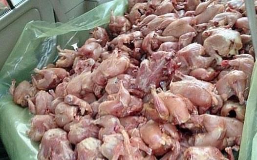 حجز 274 قنطار من اللحوم الفاسدة بالبليدة