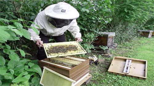 Deuxième édition de la foire du miel de Tizi Ouzou