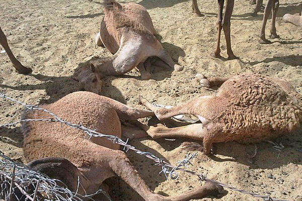 أمراض وأخطار تفتك بالإبل والمربون يستغيثون بالوادي