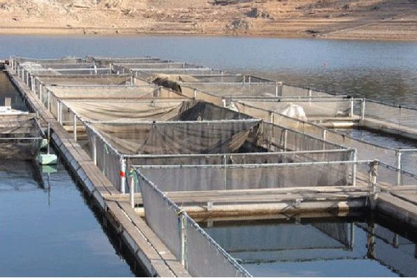 إنتاج 300 طن من الأسماك في المياه العذبة بورقلة