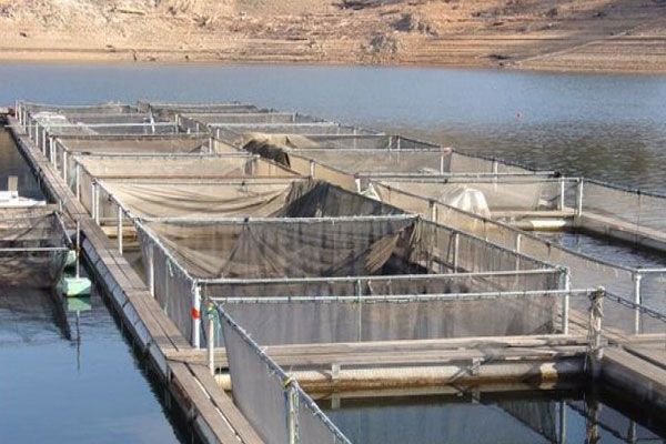 سمك الجمبري ينتج بداية من مارس المقبل في ورقلة