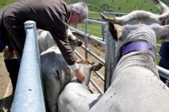بمشاركة 8 دول إفريقية              تنظيم دورة تكوينية للتلقيح الاصطناعي للأبقار بالمدية